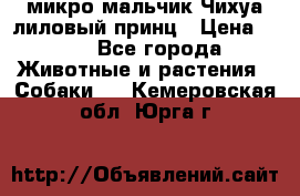 микро мальчик Чихуа лиловый принц › Цена ­ 90 - Все города Животные и растения » Собаки   . Кемеровская обл.,Юрга г.